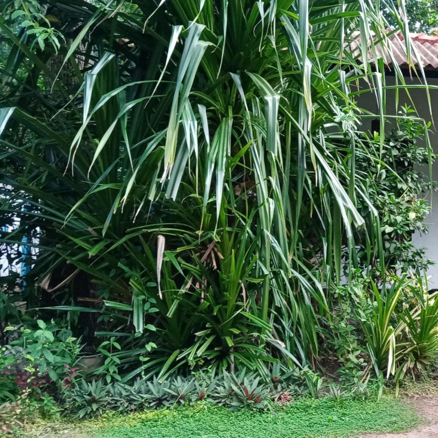 Jayanika Residence Tangalle Exterior photo